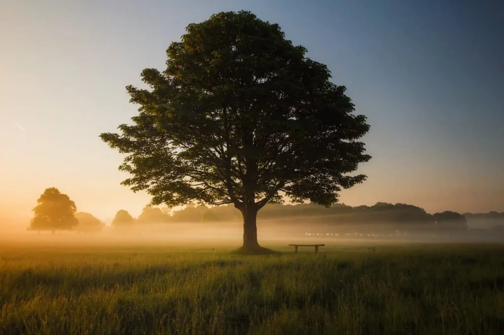 la nature la sophrologie comme solution à la gestion du stress