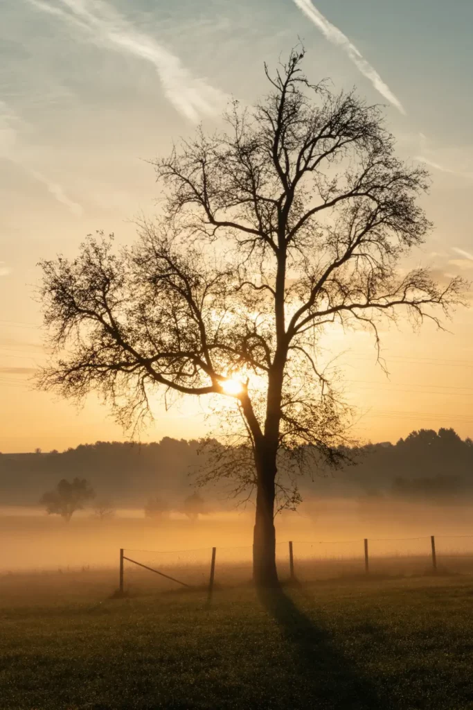 la nature comme solution à la gestion du stress tout comme la sophrologie