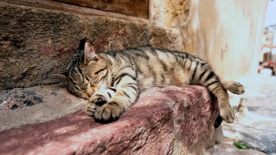 chat dormant sur une marche mi ombre mi soleil déstressé