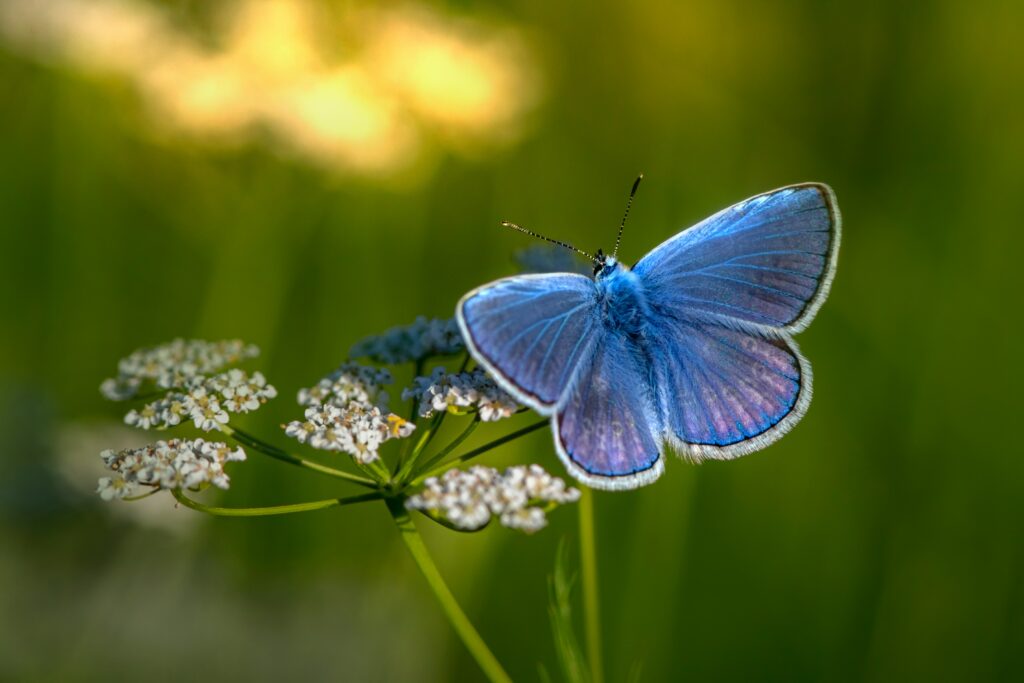 papillon bleu au contact d'une fleur de cigüe