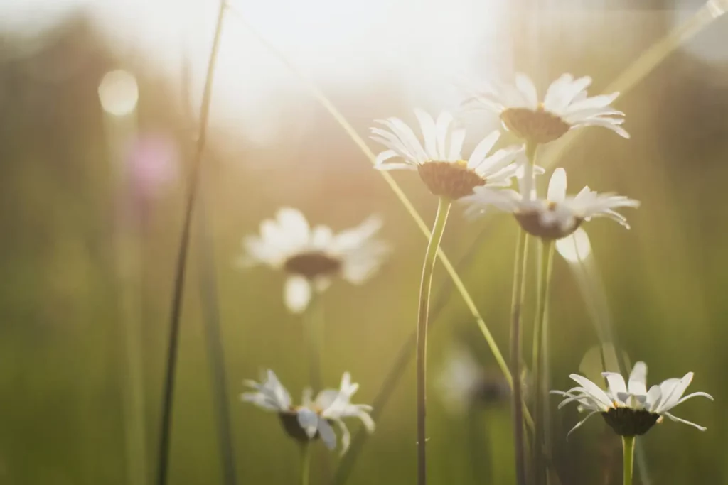 Marguerites dans un champ au contact de la nature