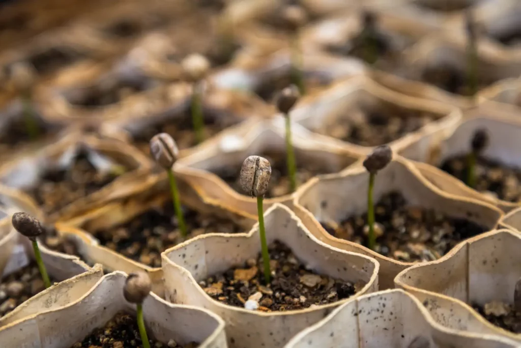 plants dans pots en terre