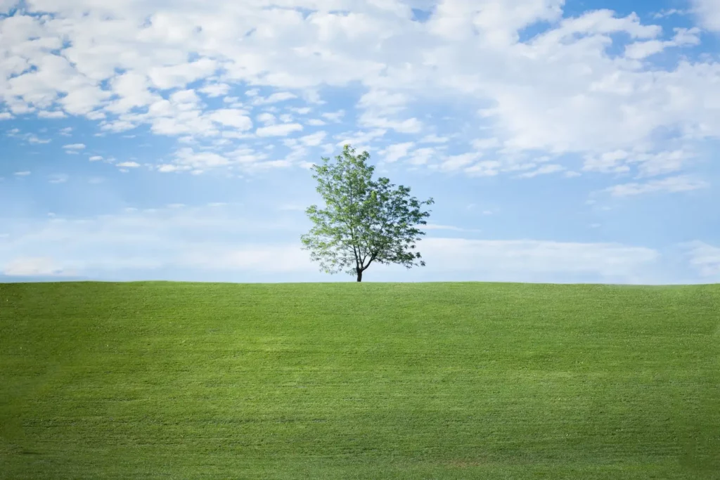 arbre en croissance comme chaque particulier utilisant la sophrologie et ses tarifs 