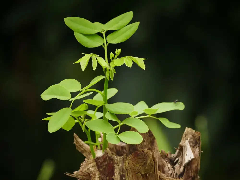 vie qui réapparait dans souche d'arbre mort